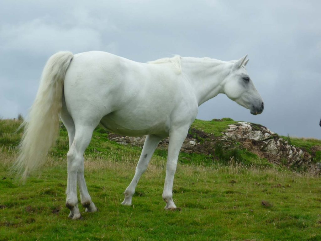 About Connemara Ponies | American Connemara Pony Society