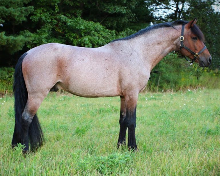 Stallion Directory - American Connemara Pony Society