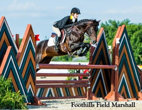 Horse jumping oxer