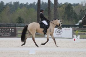 top dun in dressage arena