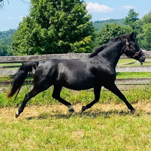 Read more about the article 2021 Hall of Fame Broodmare: Kynynmont Arianna