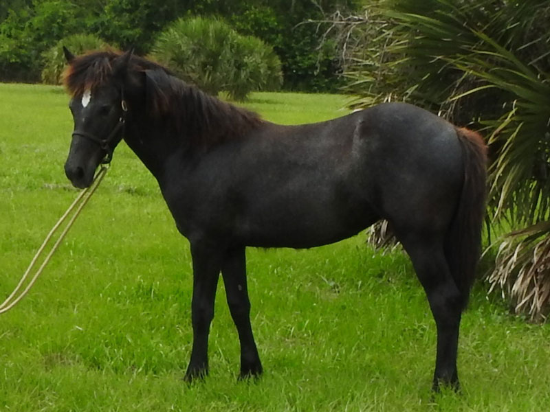 Read more about the article Ceili Whistlejacket – 7 month old PB filly (Price Reduction)
