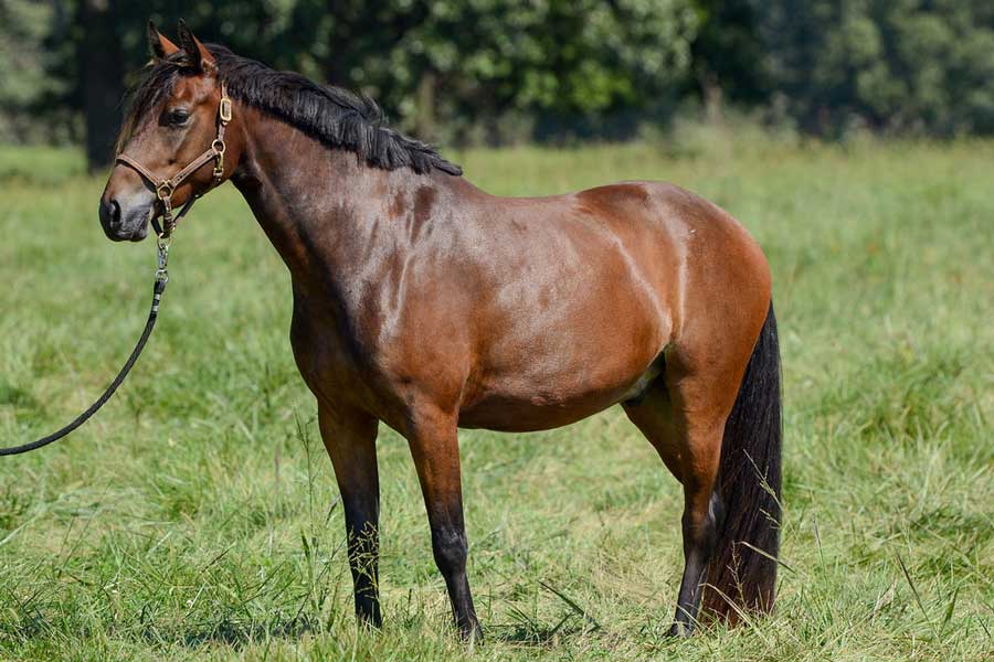 Read more about the article Connemara/Arab Cross Gelding