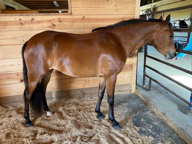 Read more about the article Connemara/Arab Cross Mare