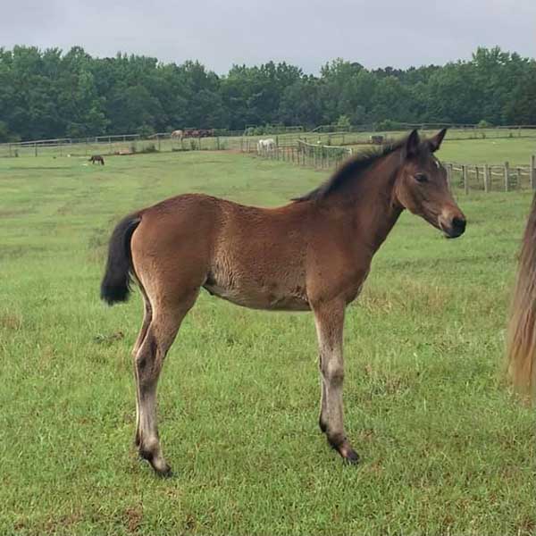 Picture of the horse listed for sale, Honest Fairytale