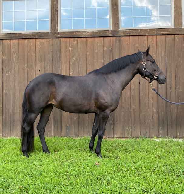 Read more about the article Broodmare for sale – wonderful 3/4 Connemara cross out of same dam as Kynynmont Gunsmoke’s Gideon!