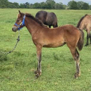 Read more about the article 2021 Bay Purebred Filly by Shammer Eagle