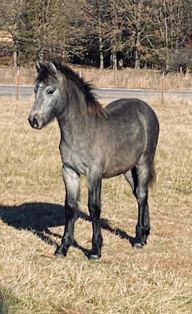 Read more about the article Connemara Colt