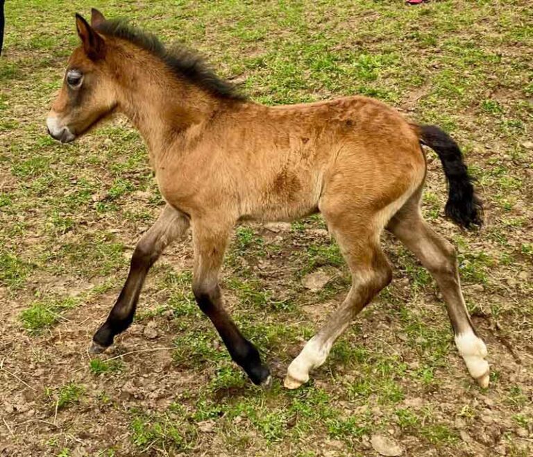 Picture of the colt named TF Moonshadow