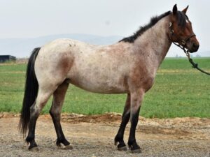 Picture of horse named Devon Ridge Brandy Spice