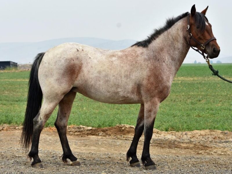 Read more about the article Striking Purebred Bay Roan Mare