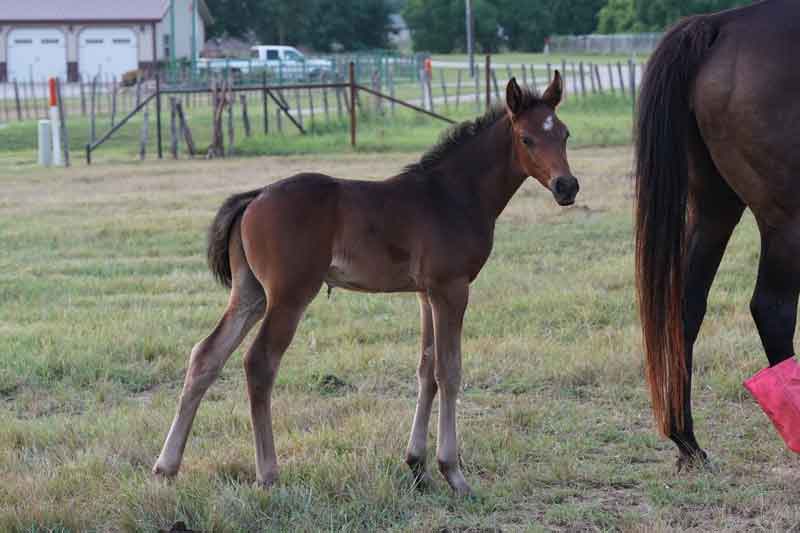 Read more about the article Handsome Half-bred Connemara Colt