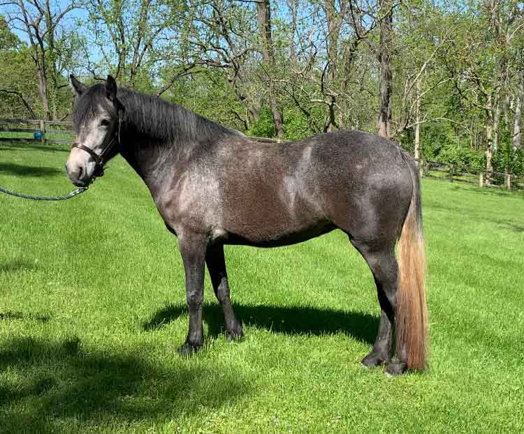 Read more about the article Mare for sale