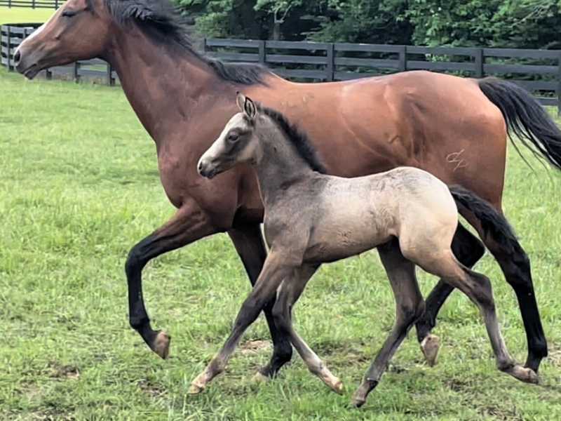 Read more about the article 2022 Connemara x TB colt