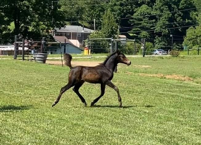 Read more about the article Lovely bay Connemara colt!