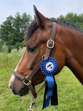 Read more about the article Wonderful Young WTC Crossrails Purebred Gelding