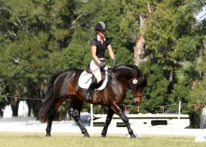 Illaunurra Duster trotting