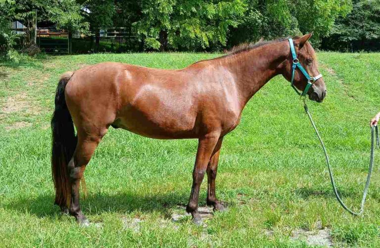 Horse standing in field