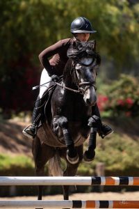 horse jumping