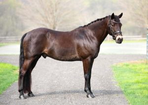 horse standing on drive