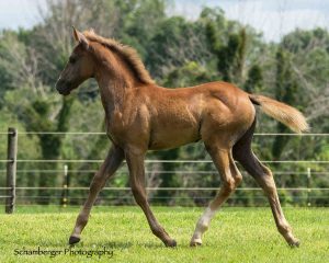 Filly trotting in grass