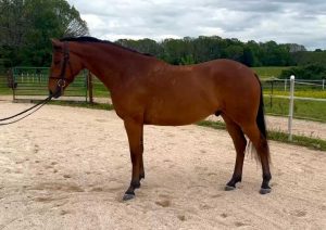 horse standing in ring