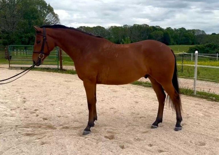 horse standing in ring