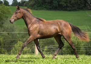 Horse trotting in pasture