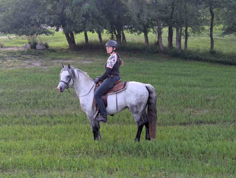 Horse in western tack standing in field