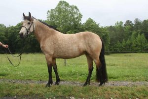 Hore standing in pasture with bridle
