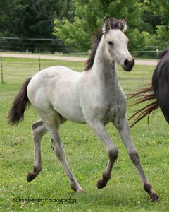 Grey filly trotting in field