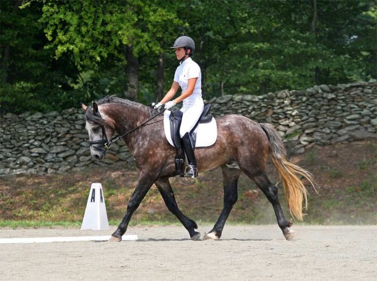 horse trotting in ring