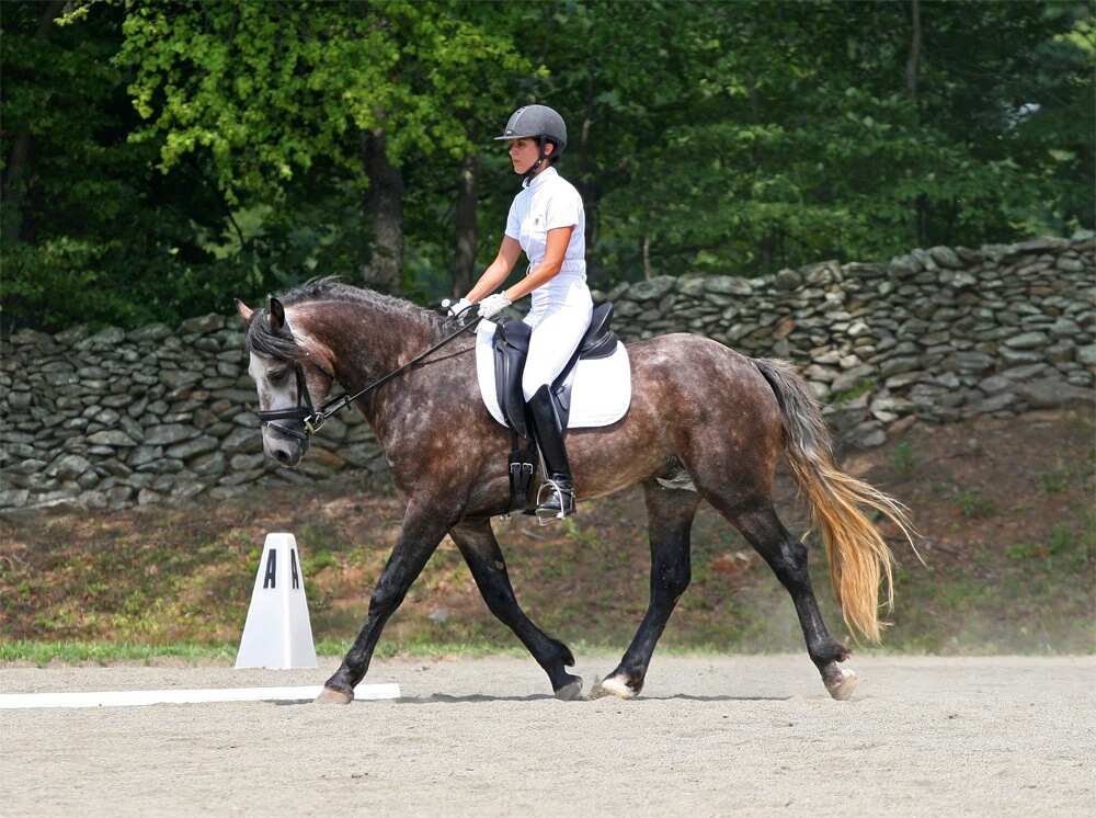 horse trotting in ring