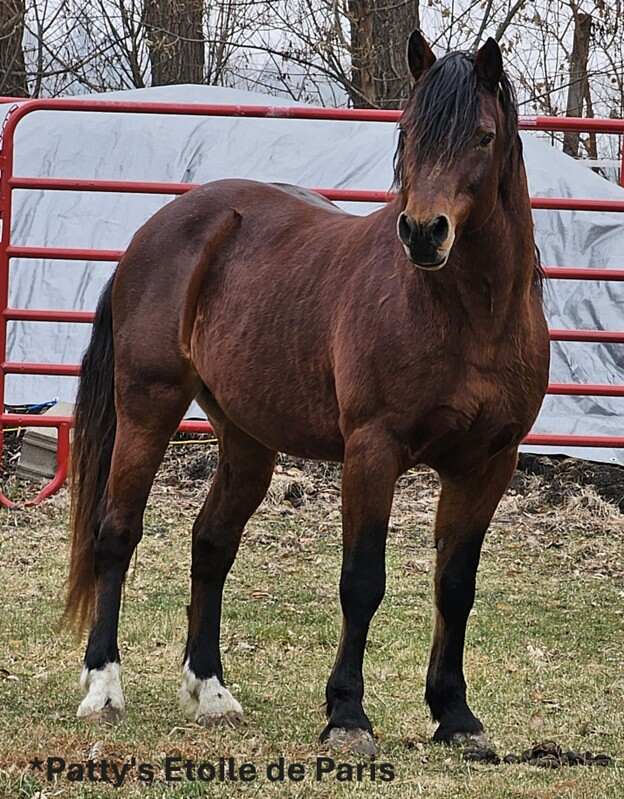 horse standing in field