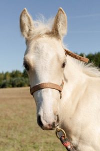 Head of palomino colt wearing halter.