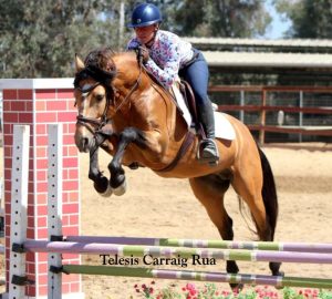 horse jumping