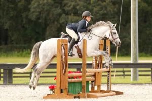 Max - Foxhunting Pony