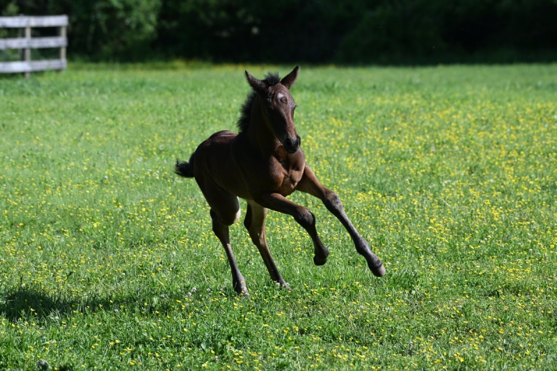 filly galloping in field