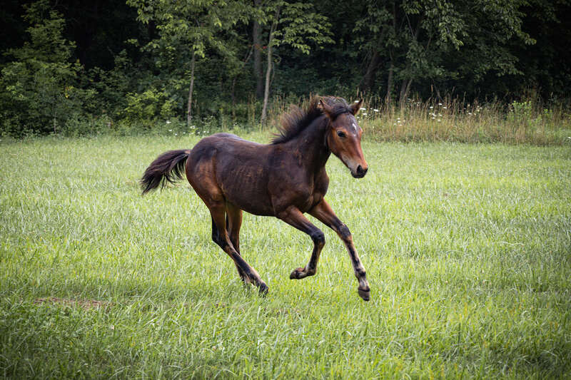 JVF Ezra galloping