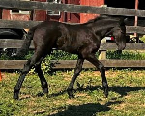 Gallo's Indie Anthem trotting
