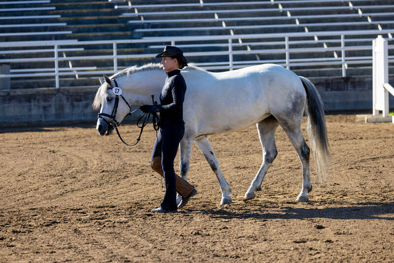 Grey horse walking next to rider in arena