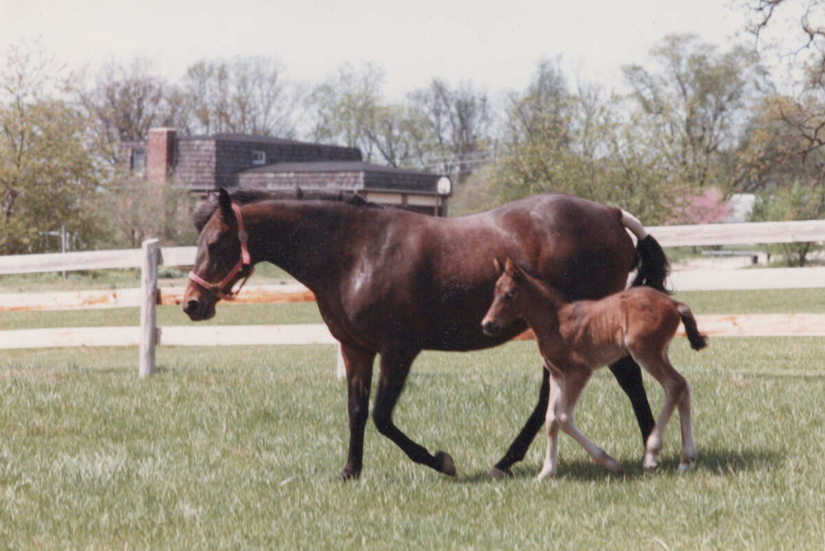 Mare with foal in pasture