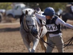 video screenshot eventer with gray horse