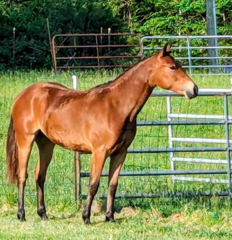 horse standing by fence