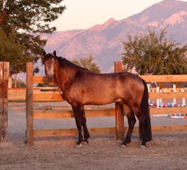 horse standing in pasture