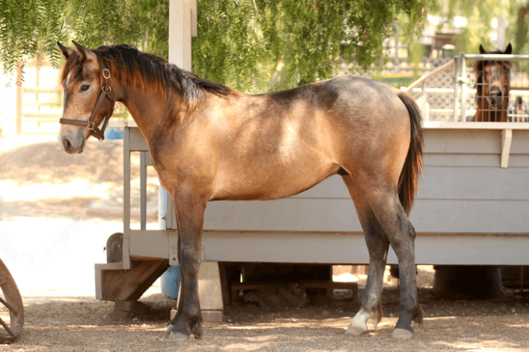horse standing