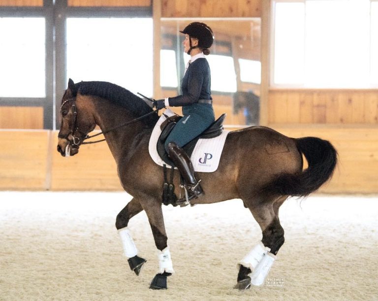 dressage horse doing piaffe