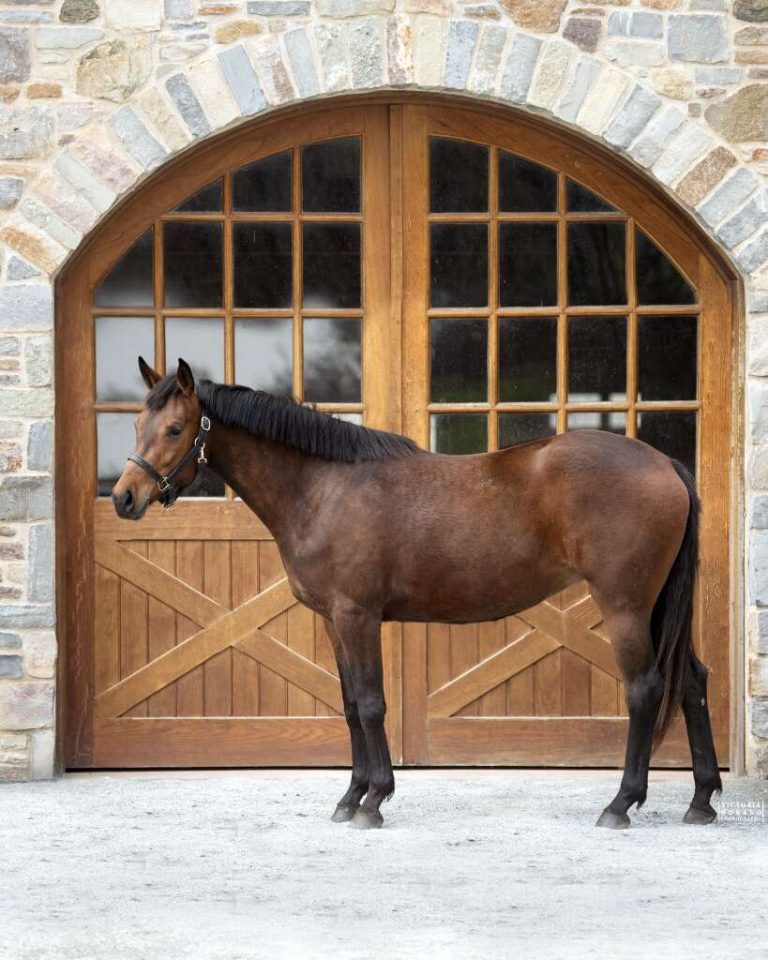 horse standing in front of barn door