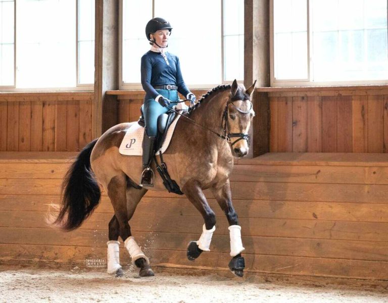 dressage horse cantering