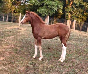 Filly with white socks standing in field